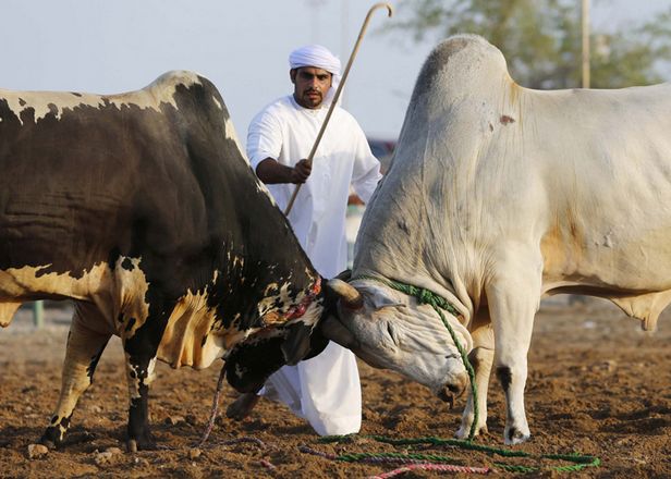 تعرف على «ساحة مصارعة الثيران» في إمارة الفجيرة